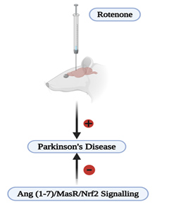Graphical Abstract